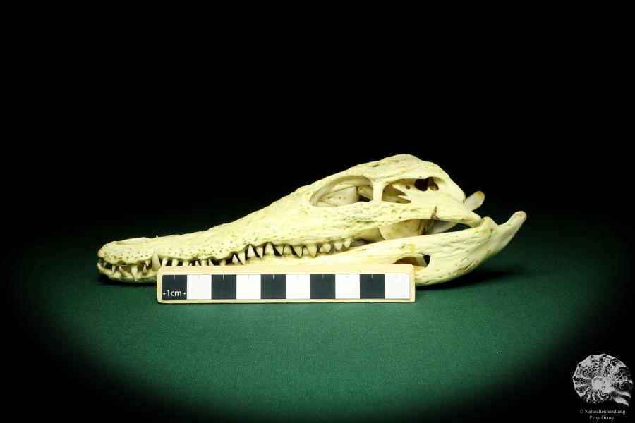 Crocodylus niloticus (20417) a skeleton from Madagascar | Taxidermy | Skeletons