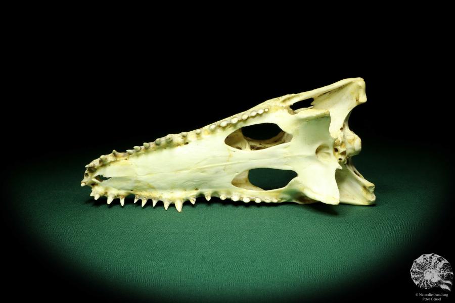 Crocodylus niloticus (20419) a skeleton from Madagascar | Taxidermy | Skeletons