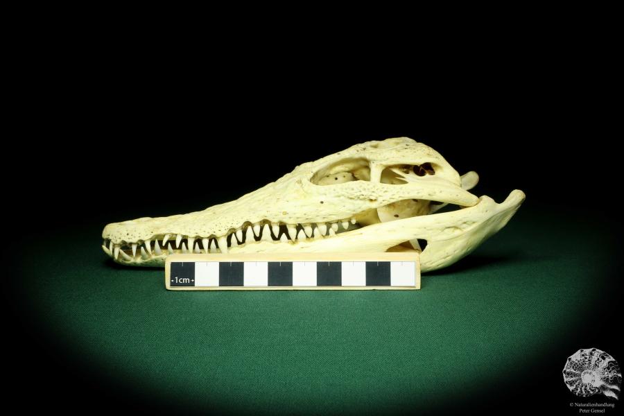 Crocodylus niloticus (20420) a skeleton from Madagascar | Taxidermy | Skeletons