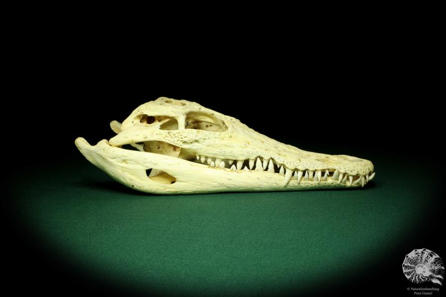 Crocodylus niloticus (20420) a skeleton from Madagascar | Taxidermy | Skeletons