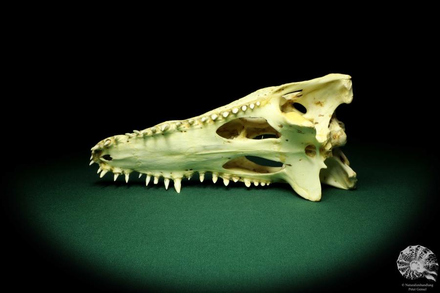 Crocodylus niloticus (20420) a skeleton from Madagascar | Taxidermy | Skeletons