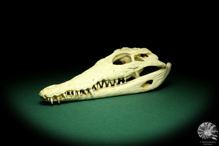 Crocodylus niloticus (20422) a skeleton from Madagascar | Taxidermy | Skeletons