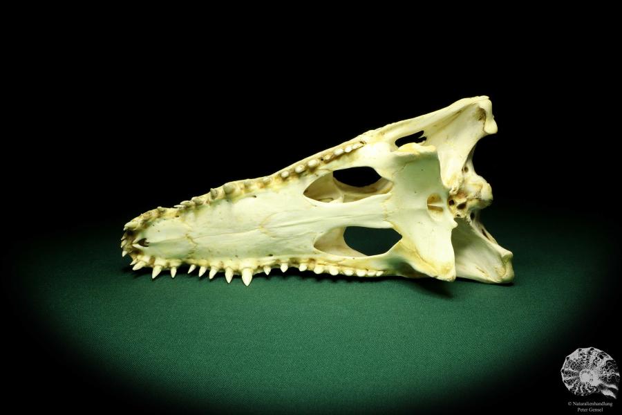 Crocodylus niloticus (20422) a skeleton from Madagascar | Taxidermy | Skeletons