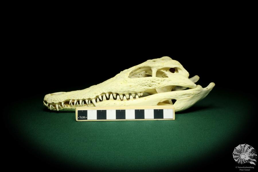 Crocodylus niloticus (20423) ein Skelett aus Madagaskar | Präparate | Skelette