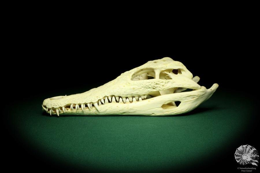 Crocodylus niloticus - Madagascar - (20423)