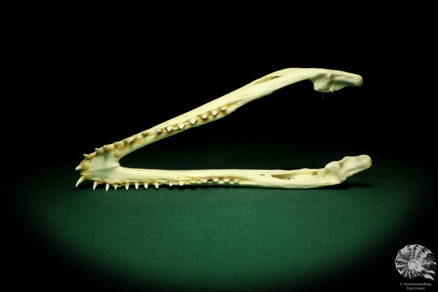 Crocodylus niloticus (20423) a skeleton from Madagascar | Taxidermy | Skeletons