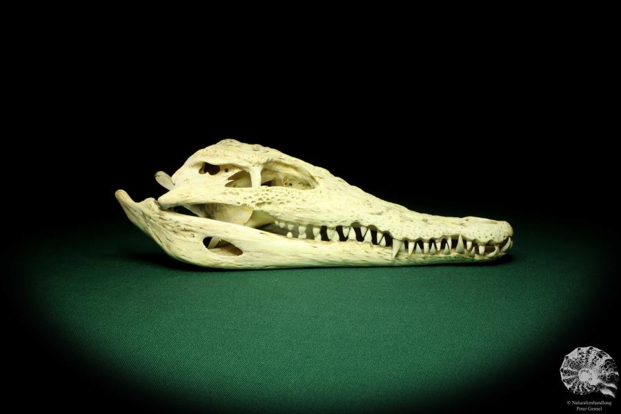 Crocodylus niloticus (20424) a skeleton from Madagascar | Taxidermy | Skeletons