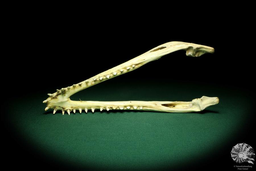 Crocodylus niloticus (20424) a skeleton from Madagascar | Taxidermy | Skeletons