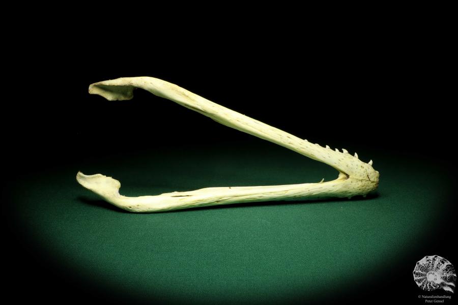 Crocodylus niloticus (20424) a skeleton from Madagascar | Taxidermy | Skeletons