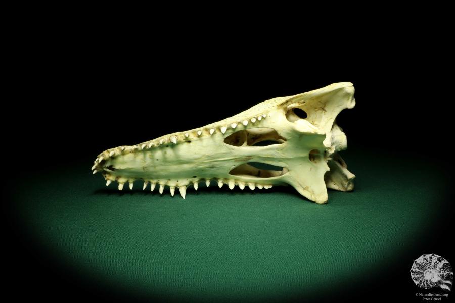 Crocodylus niloticus (20424) a skeleton from Madagascar | Taxidermy | Skeletons