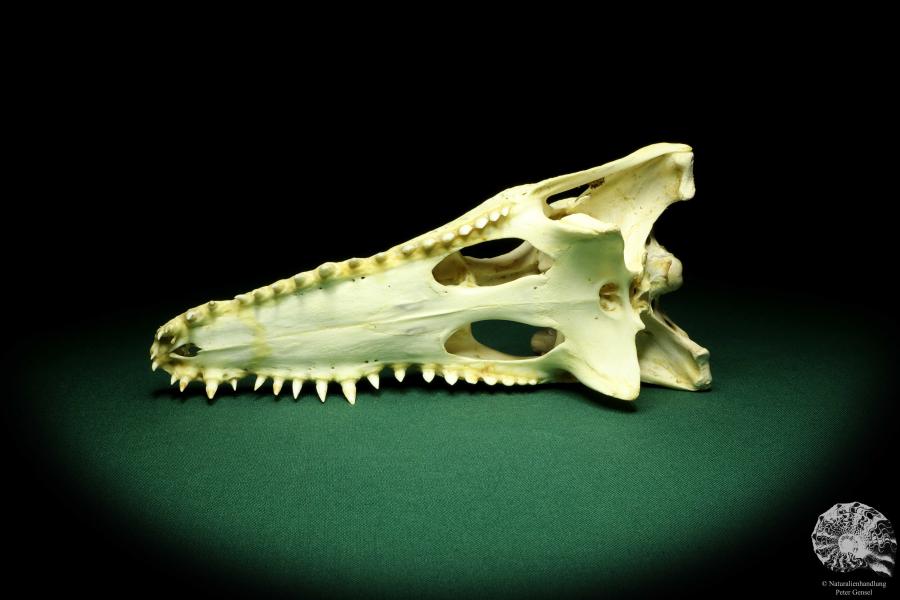 Crocodylus niloticus (20426) a skeleton from Madagascar | Taxidermy | Skeletons