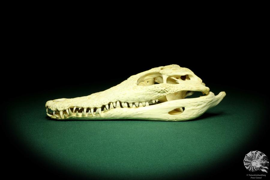 Crocodylus niloticus - Madagascar - (20427)