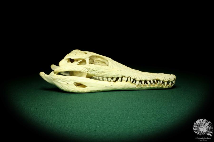 Crocodylus niloticus (20427) a skeleton from Madagascar | Taxidermy | Skeletons