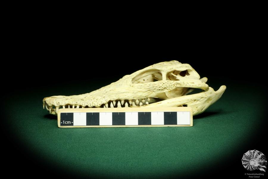 Crocodylus niloticus (20428) ein Skelett aus Madagaskar | Präparate | Skelette