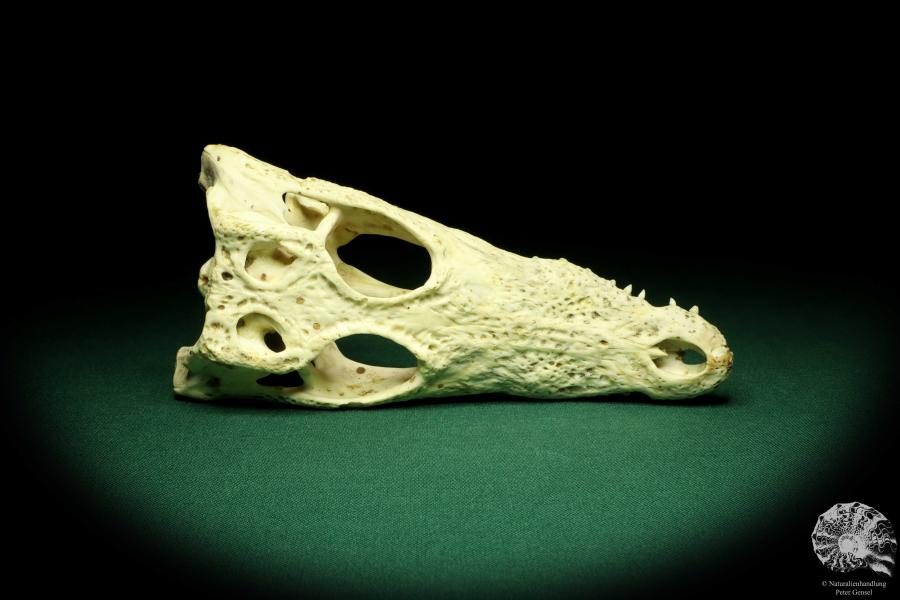 Crocodylus niloticus (20428) a skeleton from Madagascar | Taxidermy | Skeletons