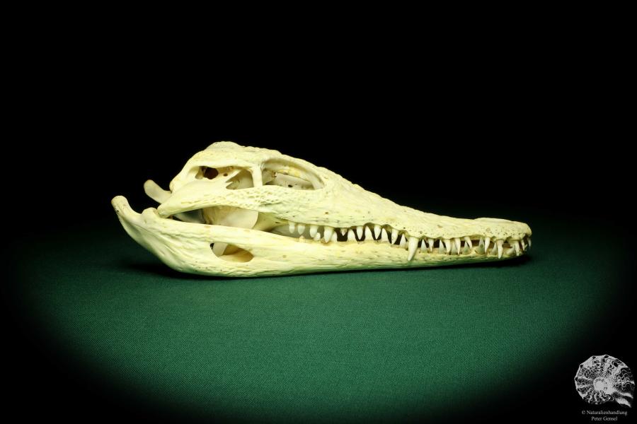 Crocodylus niloticus (20429) a skeleton from Madagascar | Taxidermy | Skeletons