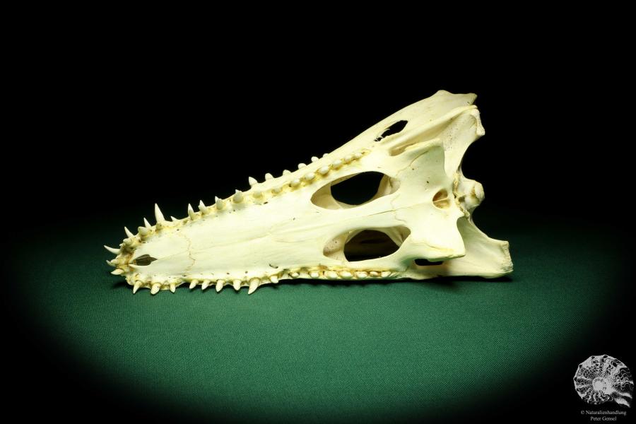 Crocodylus niloticus (20430) a skeleton from Madagascar | Taxidermy | Skeletons