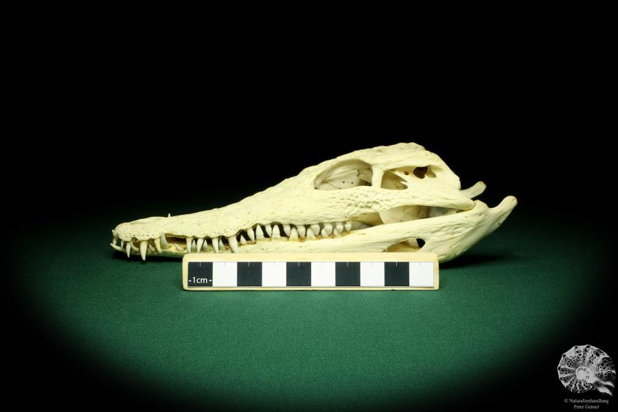 Crocodylus niloticus (20430) a skeleton from Madagascar | Taxidermy | Skeletons