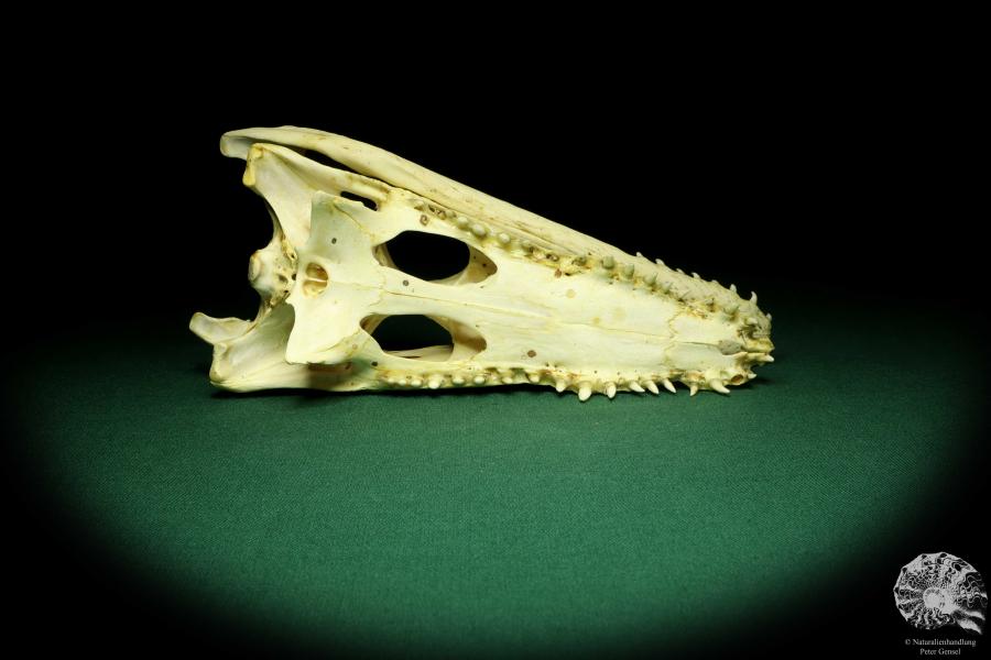 Crocodylus niloticus (20431) a skeleton from Madagascar | Taxidermy | Skeletons