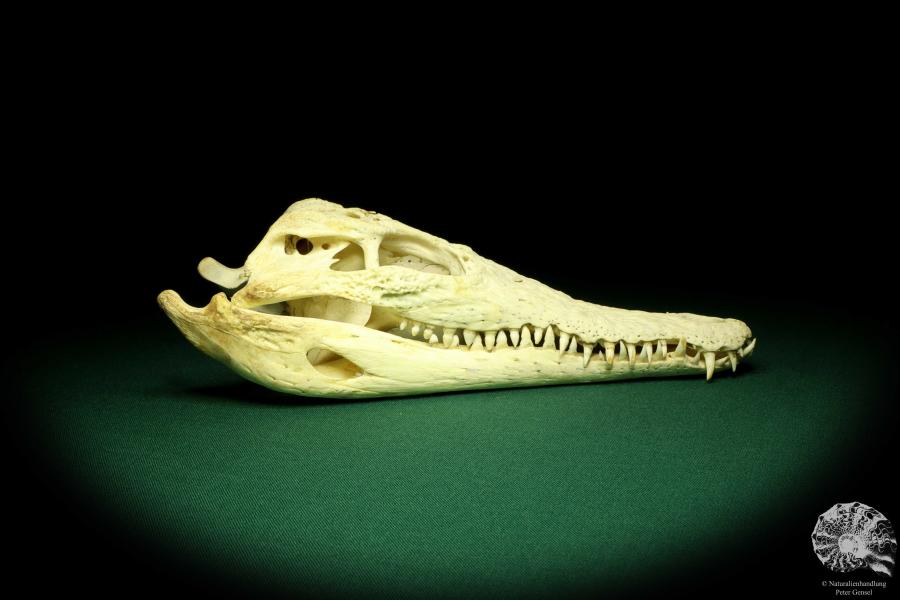 Crocodylus niloticus (20432) a skeleton from Madagascar | Taxidermy | Skeletons