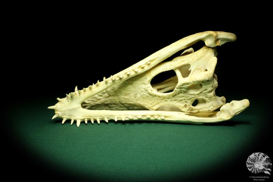 Crocodylus niloticus (20432) a skeleton from Madagascar | Taxidermy | Skeletons