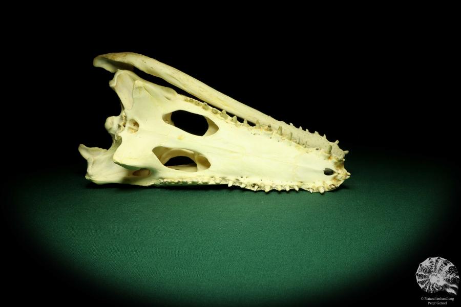 Crocodylus niloticus (20432) a skeleton from Madagascar | Taxidermy | Skeletons