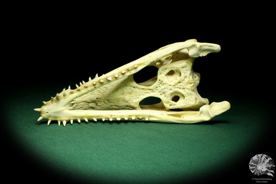 Crocodylus niloticus (20433) a skeleton from Madagascar | Taxidermy | Skeletons