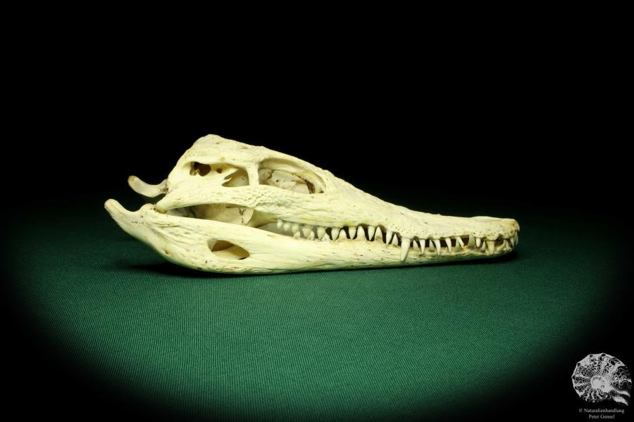 Crocodylus niloticus (20434) a skeleton from Madagascar | Taxidermy | Skeletons