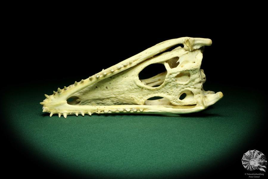 Crocodylus niloticus (20434) a skeleton from Madagascar | Taxidermy | Skeletons