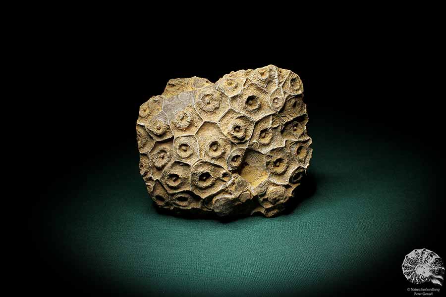 Hexagonaria hexagona (2069) a coral from Morocco | Fossils | Corals