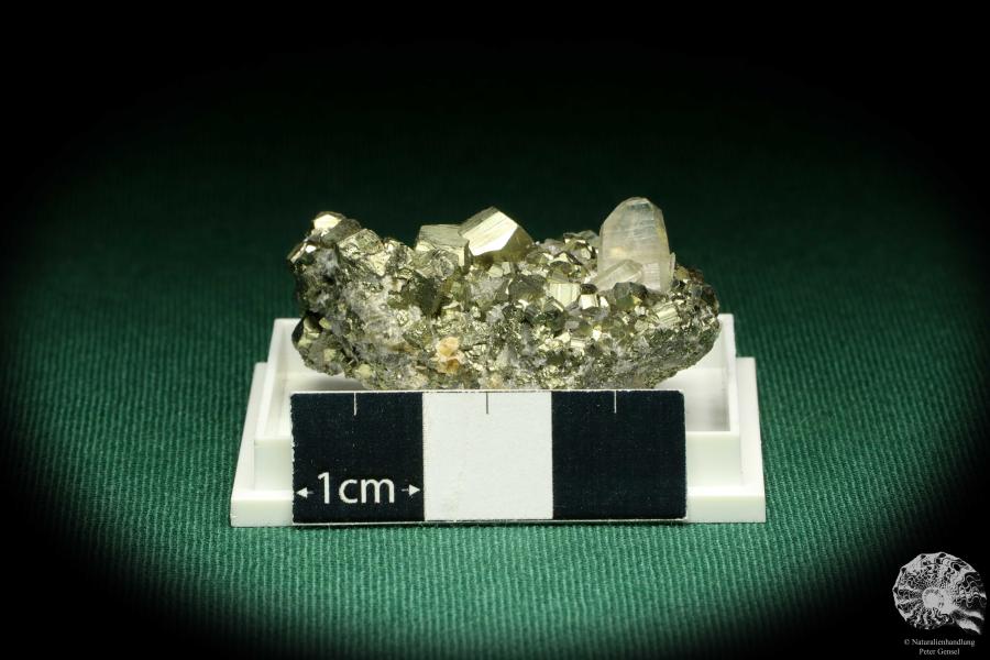 Pyrit XX (20722) eine Kleinstufe aus Peru | Mineralien | Kleinstufen