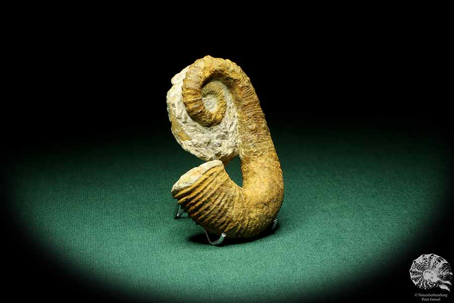 Acrioceras tabarelli (20749) a cephalopod from Morocco | Fossils | Cephalopods