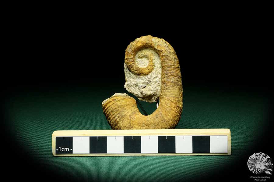 Acrioceras tabarelli (20749) a cephalopod from Morocco | Fossils | Cephalopods