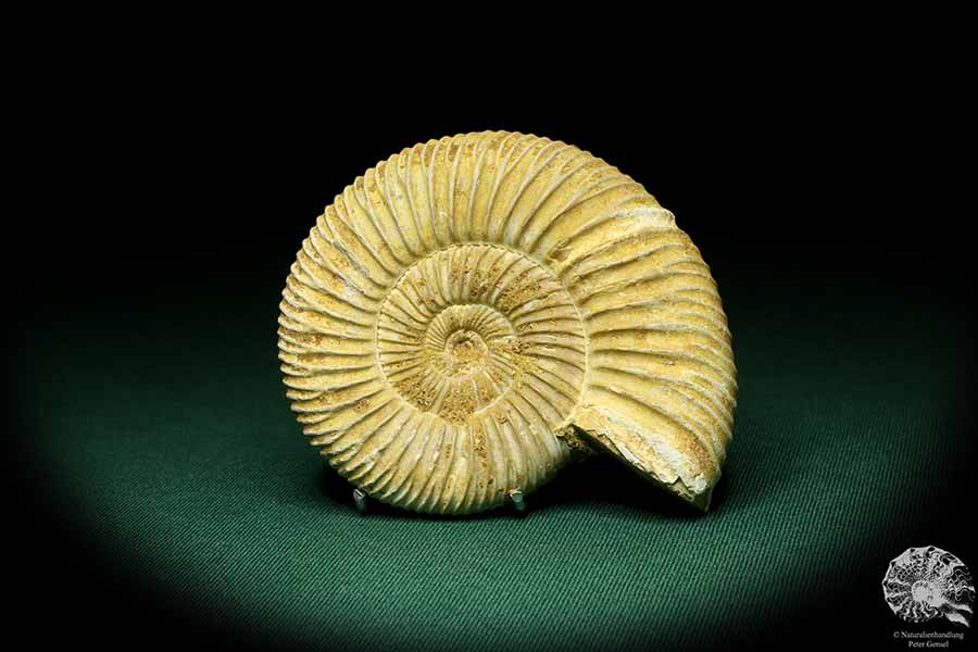 Perisphinctes spec. (20751) ein Kopffüßer aus Madagaskar | Fossilien | Kopffüßer