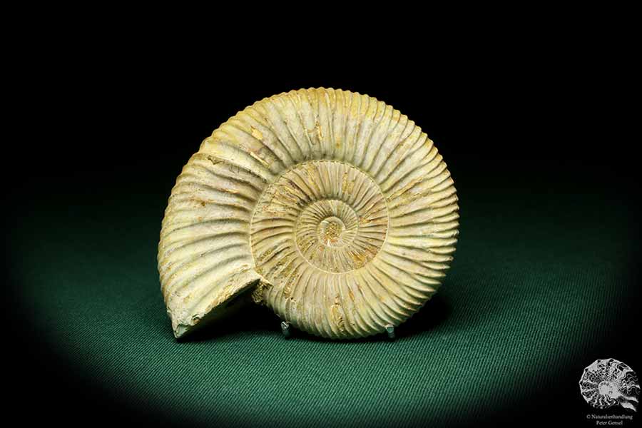 Perisphinctes spec. (20751) ein Kopffüßer aus Madagaskar | Fossilien | Kopffüßer