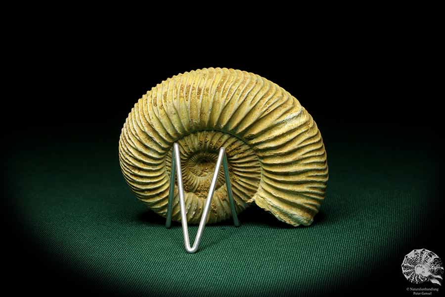 Perisphinctes spec. (20751) ein Kopffüßer aus Madagaskar | Fossilien | Kopffüßer