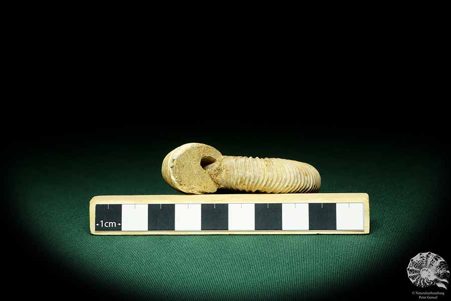 Perisphinctes spec. (20751) a cephalopod from Madagascar | Fossils | Cephalopods