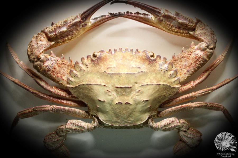 Charybdis natator (2646) a crustacean from Philippines | Taxidermy | Crabs & Shrimps & Limulus