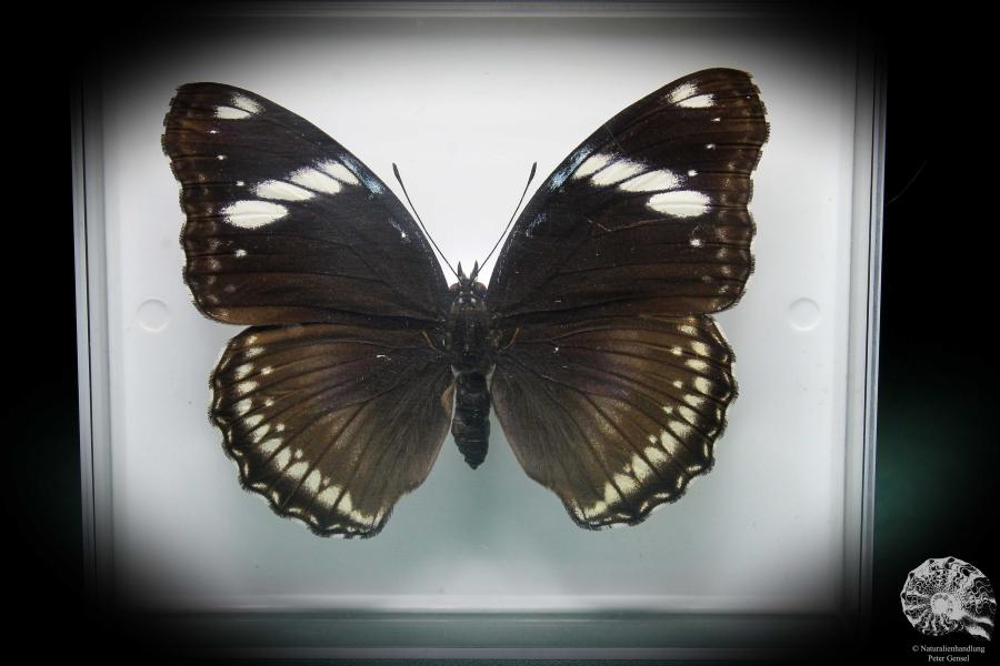 Hypolimnas bolina (2856) a butterfly from Southeast Asia | Taxidermy | Butterflies