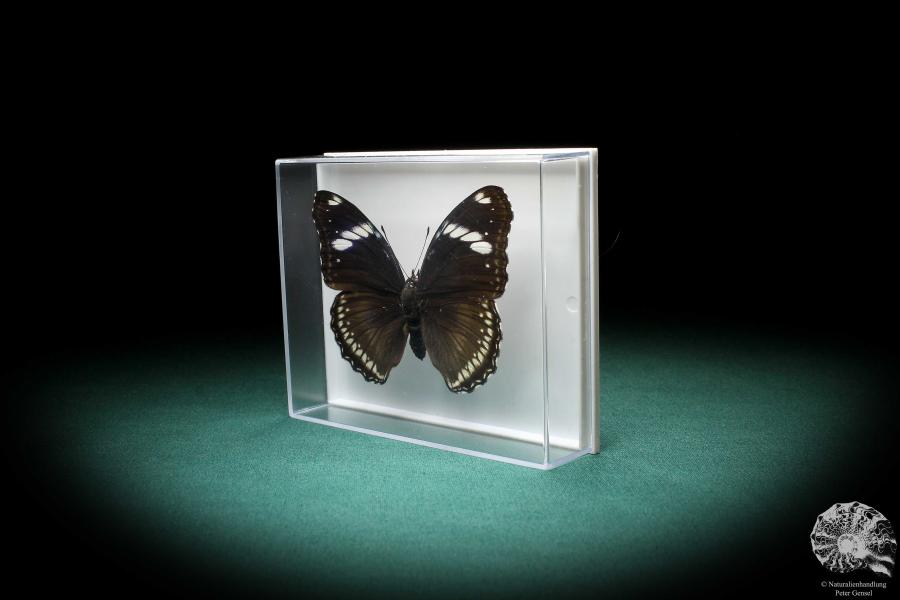 Hypolimnas bolina (2856) a butterfly from Southeast Asia | Taxidermy | Butterflies