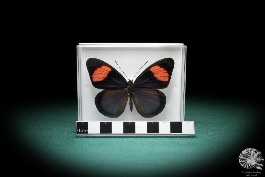 Batesia hypochlora (2866) a butterfly from South America | Taxidermy | Butterflies