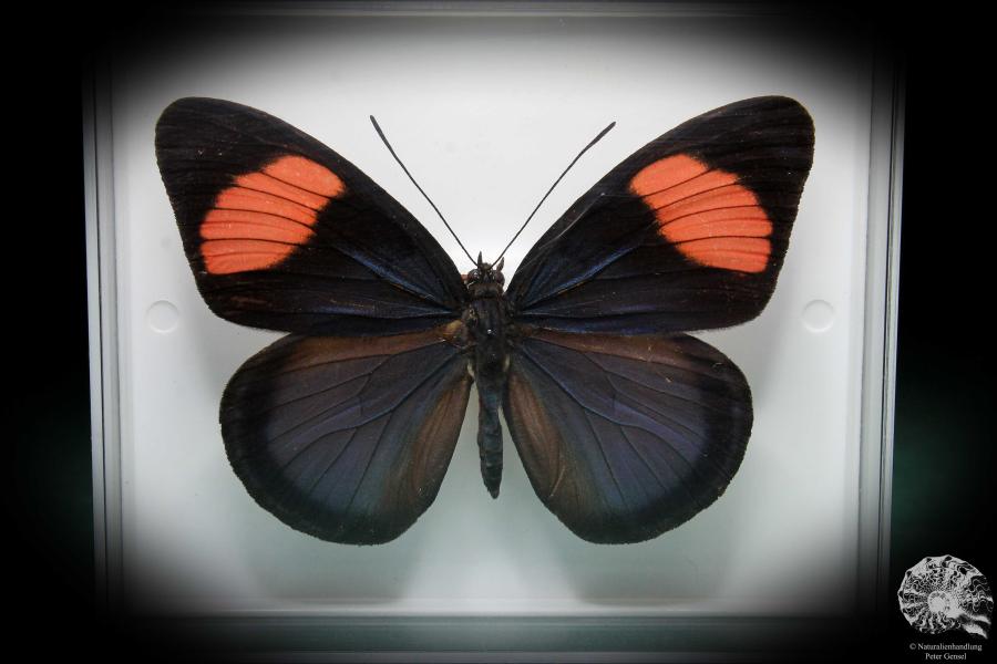 Batesia hypochlora (2866) a butterfly from South America | Taxidermy | Butterflies