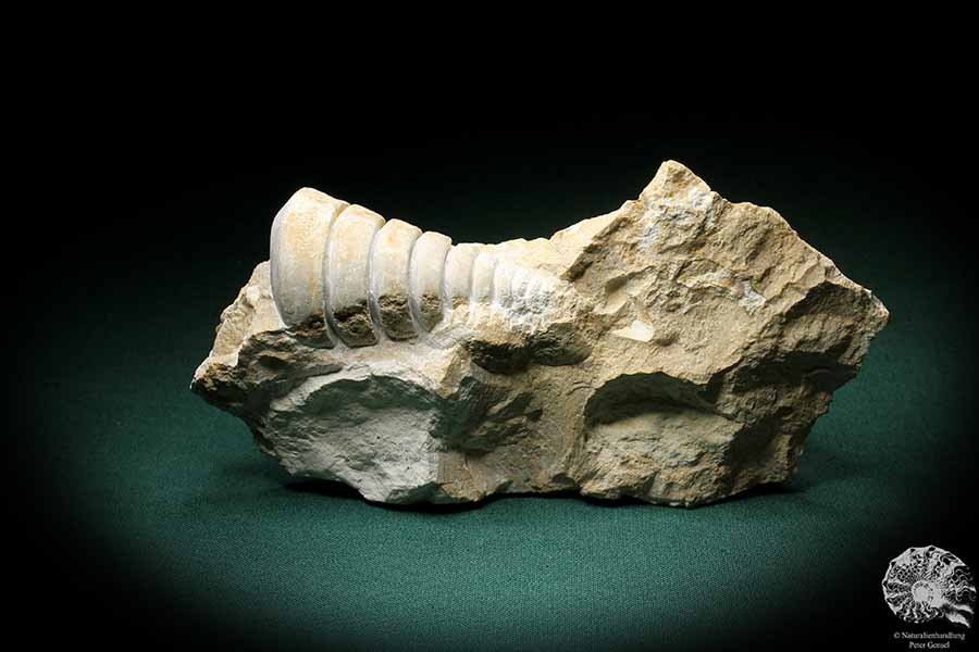 Nerinea spec. (3104) eine Schnecke aus Schweiz | Fossilien | Schnecken