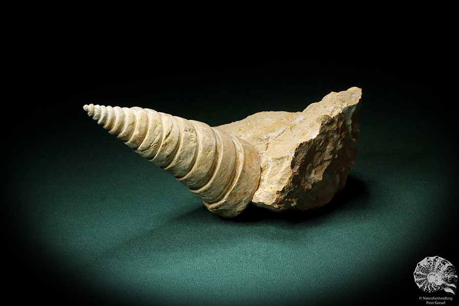 Nerinea spec. (3109) eine Schnecke aus Schweiz | Fossilien | Schnecken