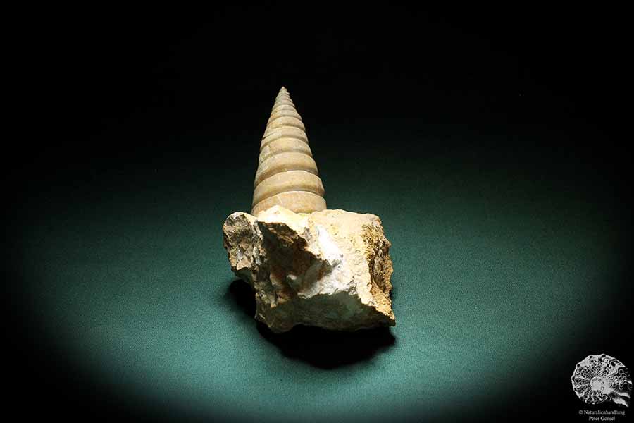 Nerinea spec. (3109) a snail from Switzerland | Fossils | Snails