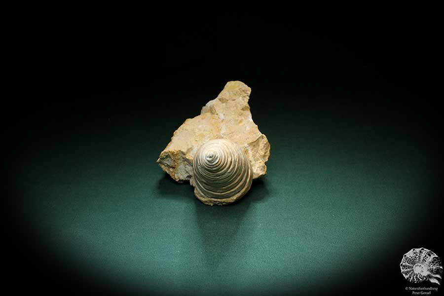 Nerinea spec. (3109) eine Schnecke aus Schweiz | Fossilien | Schnecken