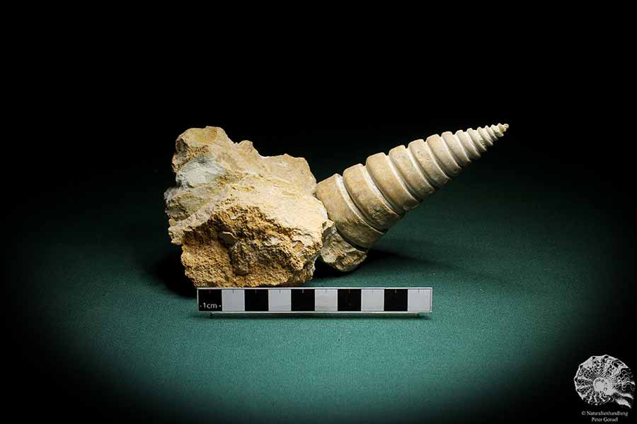 Nerinea spec. (3109) a snail from Switzerland | Fossils | Snails