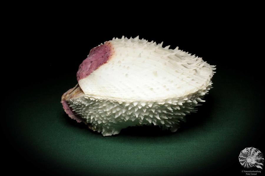 Spondylus varius (33) a shell from Philippines | Conchylia | Shells & Brachiopods