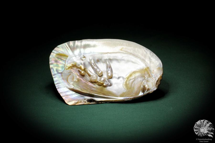 Sinohyriopsis cumingii (3409) a shell from China | Conchylia | Shells & Brachiopods