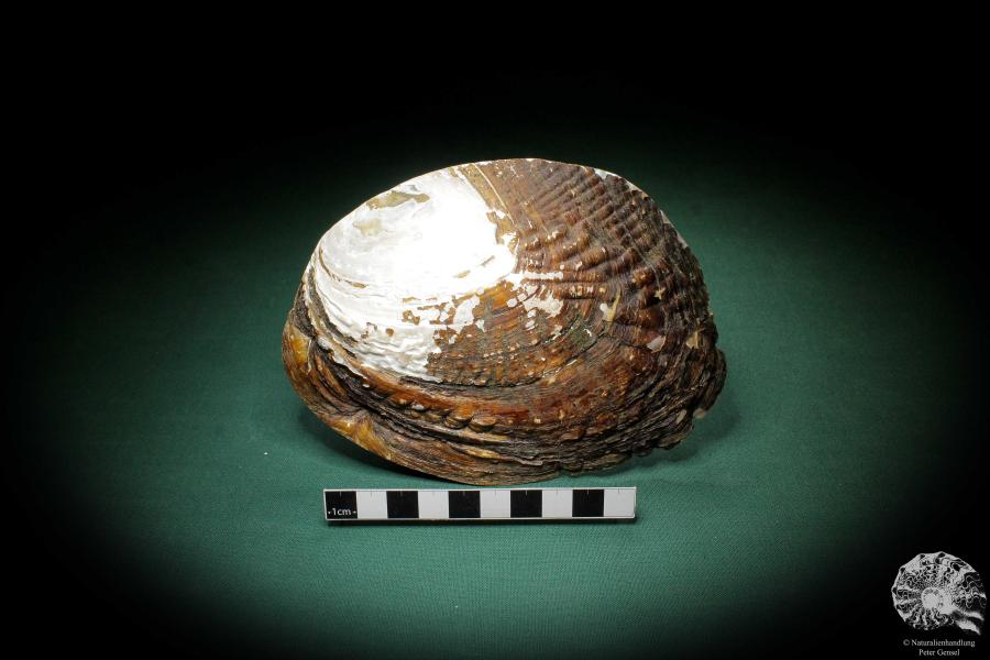 Sinohyriopsis cumingii (3412) a shell from China | Conchylia | Shells & Brachiopods